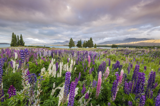 Обои картинки фото природа, луга, цветы, трава, луг