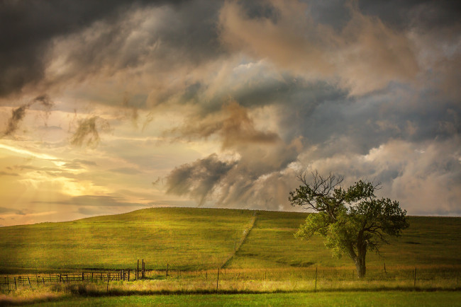 Обои картинки фото природа, деревья, поле, дерево, небо