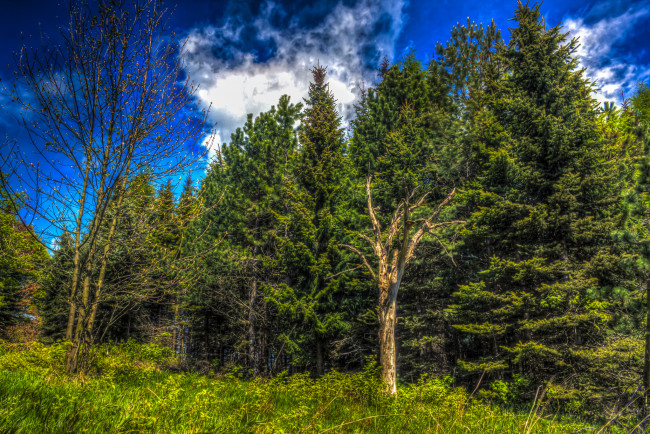 Обои картинки фото природа, лес, опушка, трава, деревья