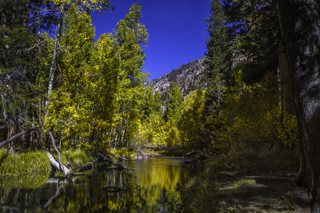 Обои картинки фото природа, реки, озера, река, лес