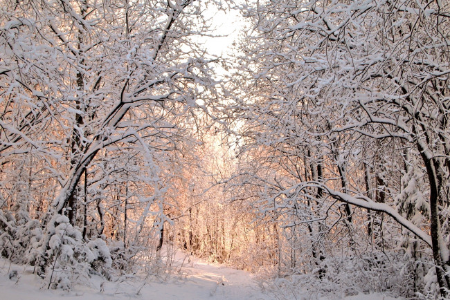 Обои картинки фото природа, зима, деревья, снег