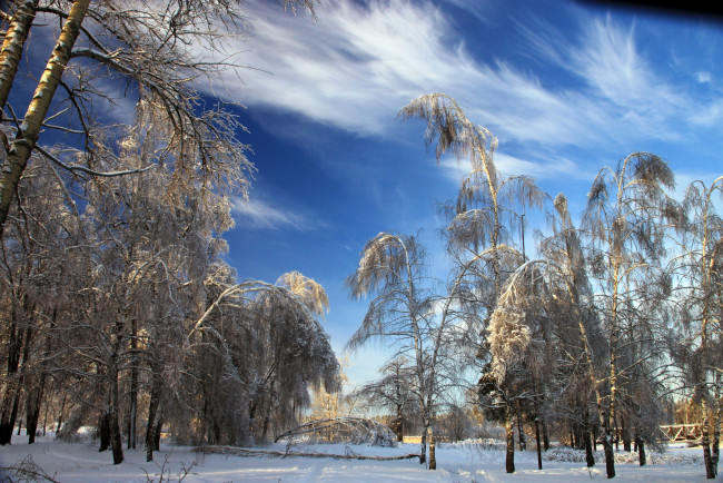Обои картинки фото природа, зима, снег, деревья