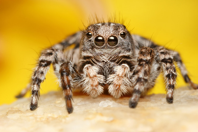 Обои картинки фото животные, пауки, макросъемка, глаза, паук