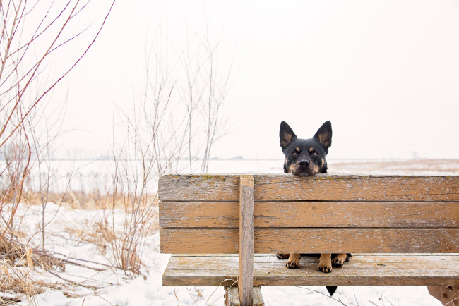 Обои картинки фото животные, собаки, уши, взгляд, пёс, скамья