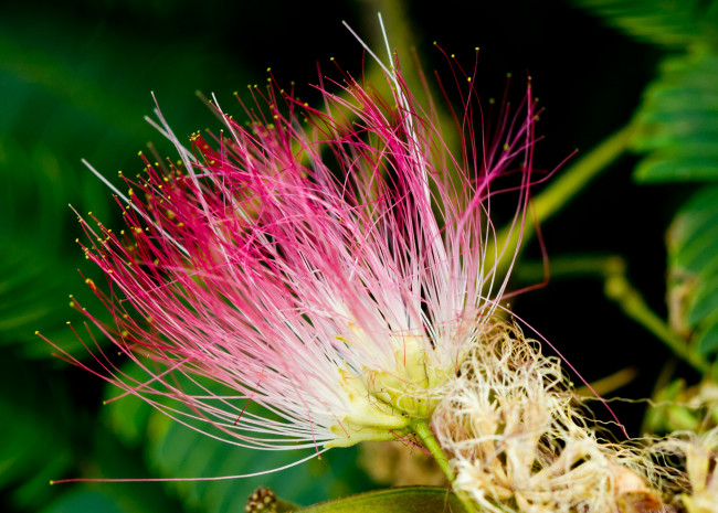 Обои картинки фото цветы, акация, розовый, цветок