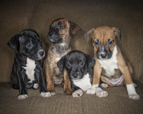 Картинка животные собаки щенята