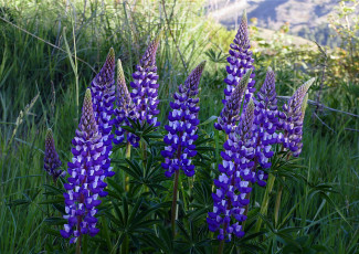 Картинка цветы люпин луг