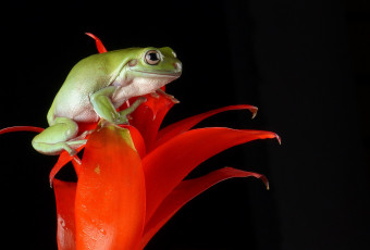 Картинка животные лягушки лягушка