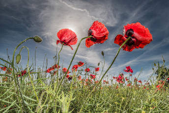 Картинка цветы маки луг