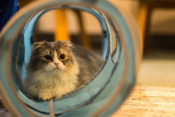 Картинка животные коты киса