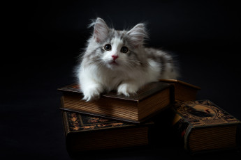 Картинка животные коты киса