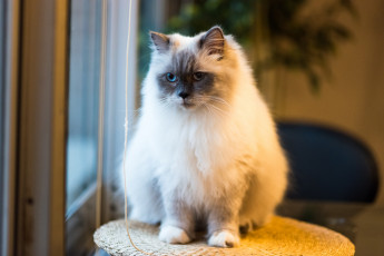 Картинка животные коты киса