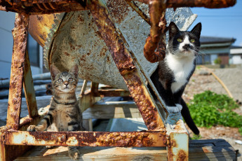 Картинка животные коты киса