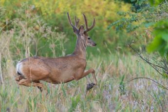Картинка животные олени лес бег трава грация движение