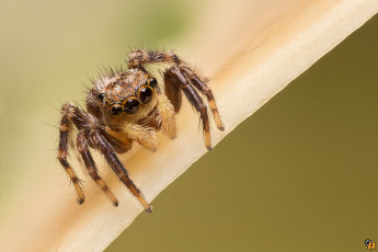 Картинка животные пауки паук макро