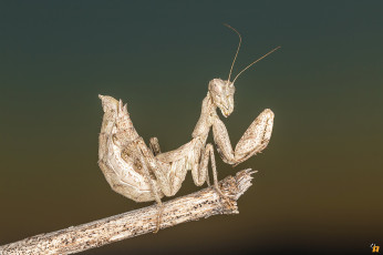 Картинка животные богомолы макро богомол