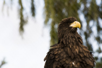 Картинка животные птицы+-+хищники красавец гордый оперение клюв орёл