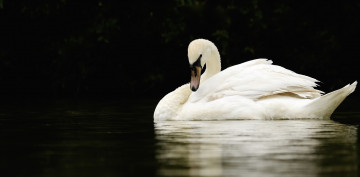 Картинка животные лебеди контраст белый отражение водоём шея грация