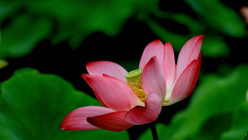 Картинка цветы лотосы бутон фон лепестки