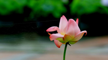 Картинка цветы лотосы фон бутон лепестки