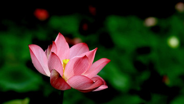 Картинка цветы лотосы фон лепестки бутон