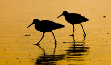 обоя животные, вальдшнепы,  кроншнепы,  бекасы, кулики, пара, силуэты, берег, вода