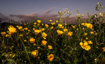 Картинка цветы луговые+ полевые +цветы луг