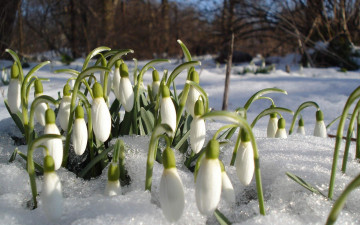 Картинка цветы подснежники +белоцветники +пролески снег