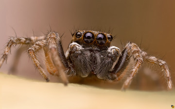 Картинка животные пауки паук макро