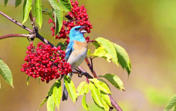 Картинка животные птицы птица яркость клюв ветки ягоды гроздья листья