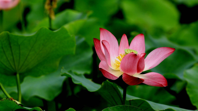 Обои картинки фото цветы, лотосы, фон, лепестки, бутон