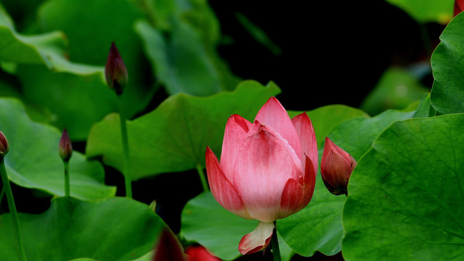 Обои картинки фото цветы, лотосы, лепестки, фон, бутон