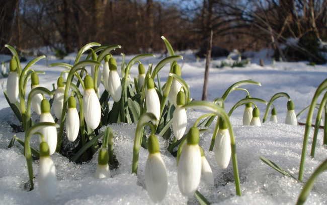 Обои картинки фото цветы, подснежники,  белоцветники,  пролески, снег