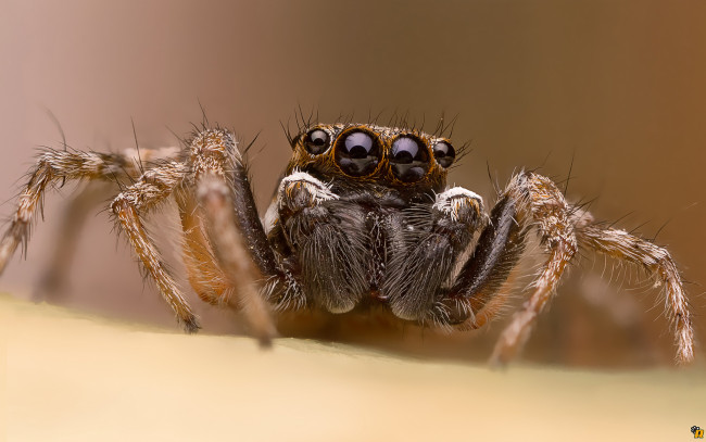 Обои картинки фото животные, пауки, паук, макро