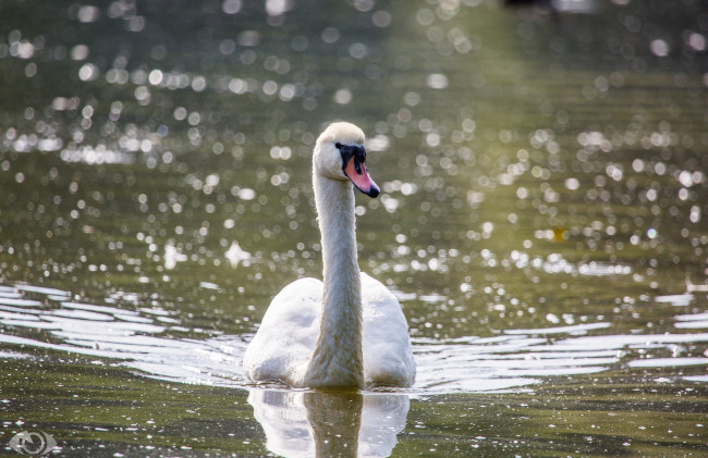 Обои картинки фото автор,  oliverseitz, животные, лебеди, грация, рябь, шея, водоём