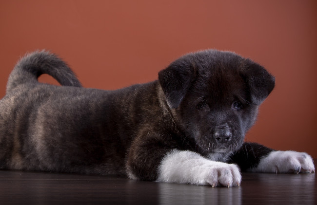 Обои картинки фото животные, собаки, щенок, акита, американская