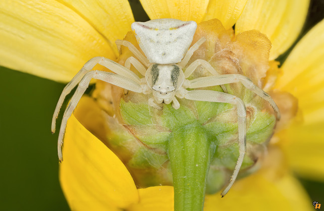 Обои картинки фото животные, пауки, макро, паук