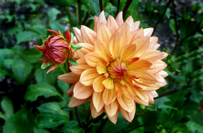 Обои картинки фото цветы, георгины, лепестки, бутон