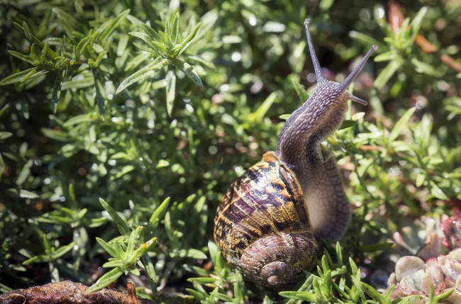 Обои картинки фото животные, улитки, трава, макро, рожки, панцирь