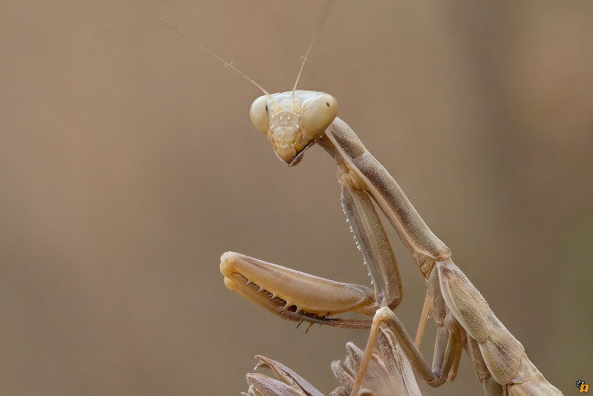 Обои картинки фото животные, богомолы, макро, богомол