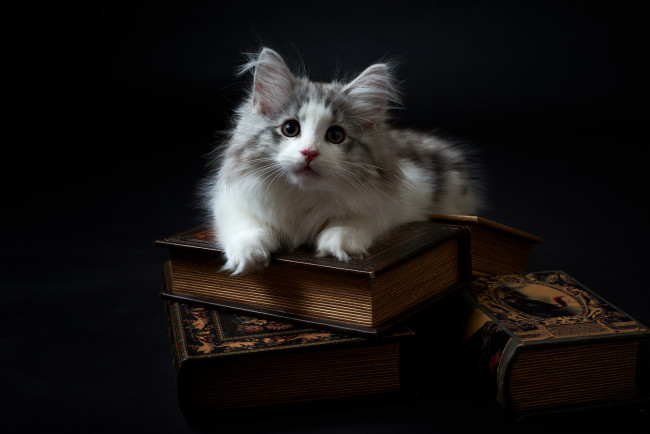 Обои картинки фото животные, коты, киса