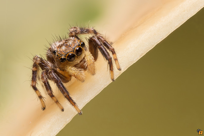 Обои картинки фото животные, пауки, паук, макро