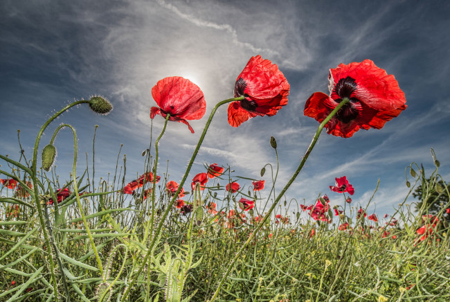 Обои картинки фото цветы, маки, луг