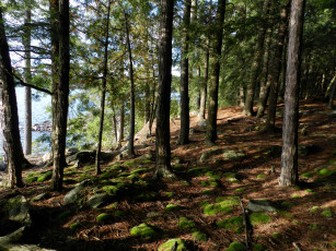 Картинка природа лес мох деревья