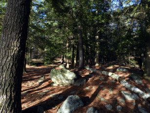 Картинка природа лес сосны деревья камни