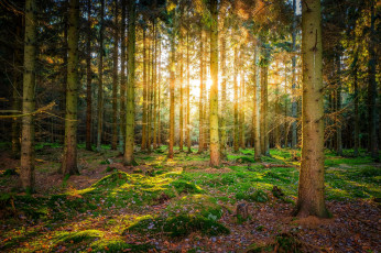 Картинка природа лес деревья