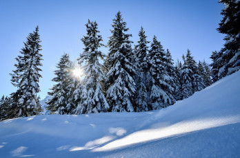 Картинка природа зима деревья снег