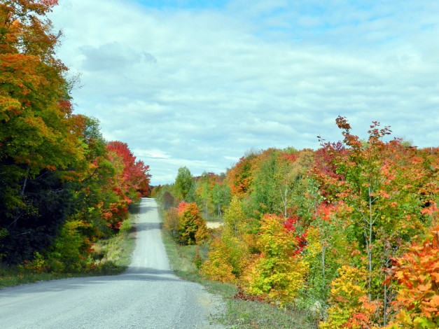 Обои картинки фото природа, дороги, осень, деревья