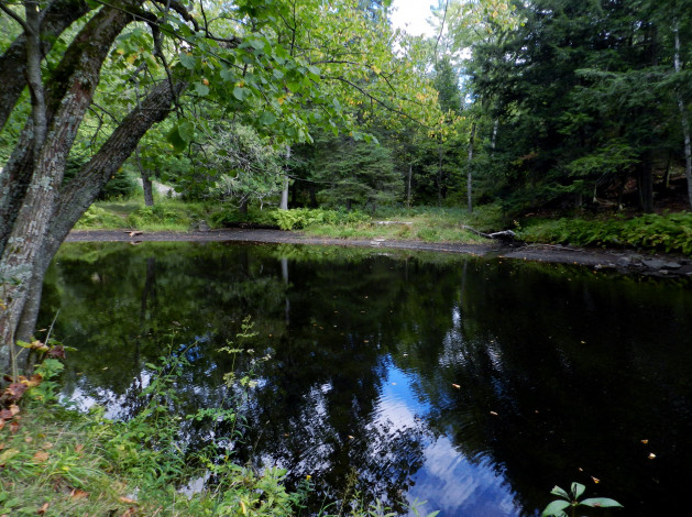 Обои картинки фото природа, реки, озера, отражение, река, деревья