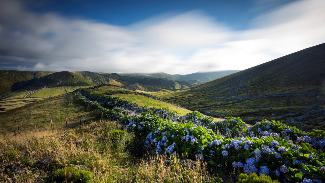 Обои картинки фото природа, луга, гортензия, горы